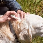 How To Keep Your Dog Safe From Ticks