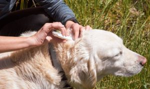 How To Keep Your Dog Safe From Ticks