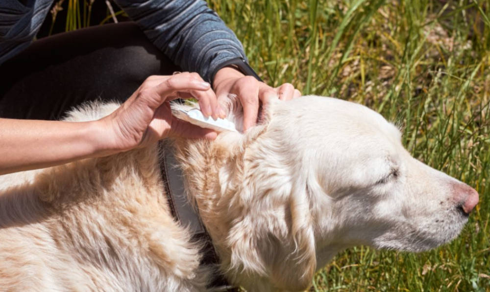 How To Keep Your Dog Safe From Ticks