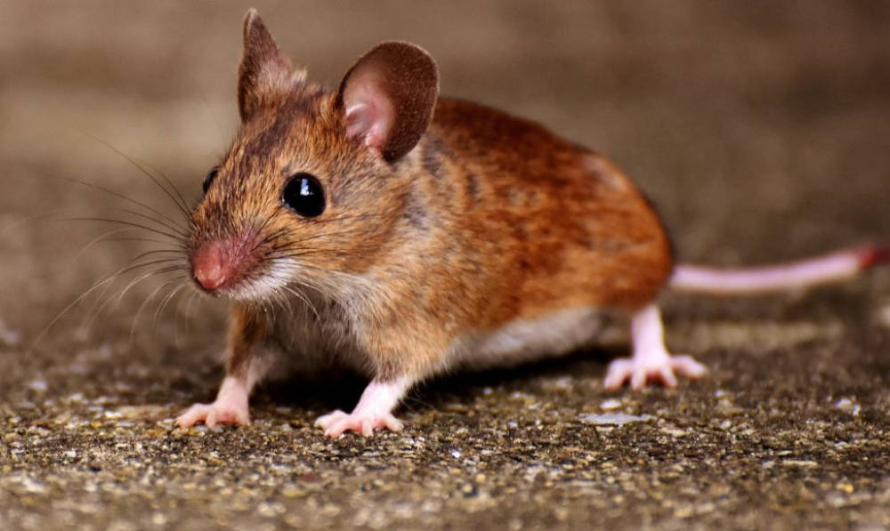 How To Prevent Mice From Entering Your Home