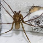 How To Prevent Spiders From Entering Your Home