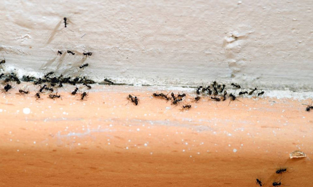 How To Prevent and Eliminate Ant Infestations in the Kitchen