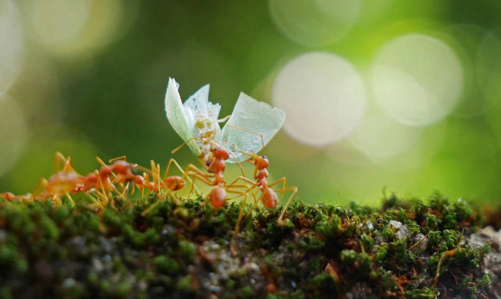 How To Protect Gardens and Lawns from Ant Damage