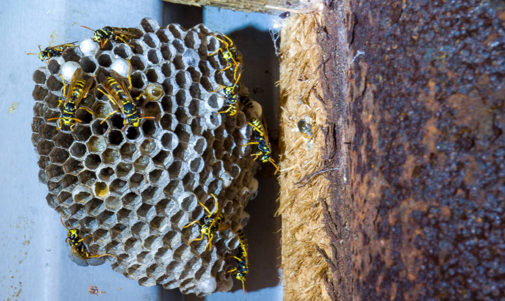 How To Safely Remove a Wasps Nest From Your Property