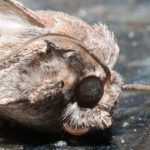 How to Get Rid of Pantry Moths