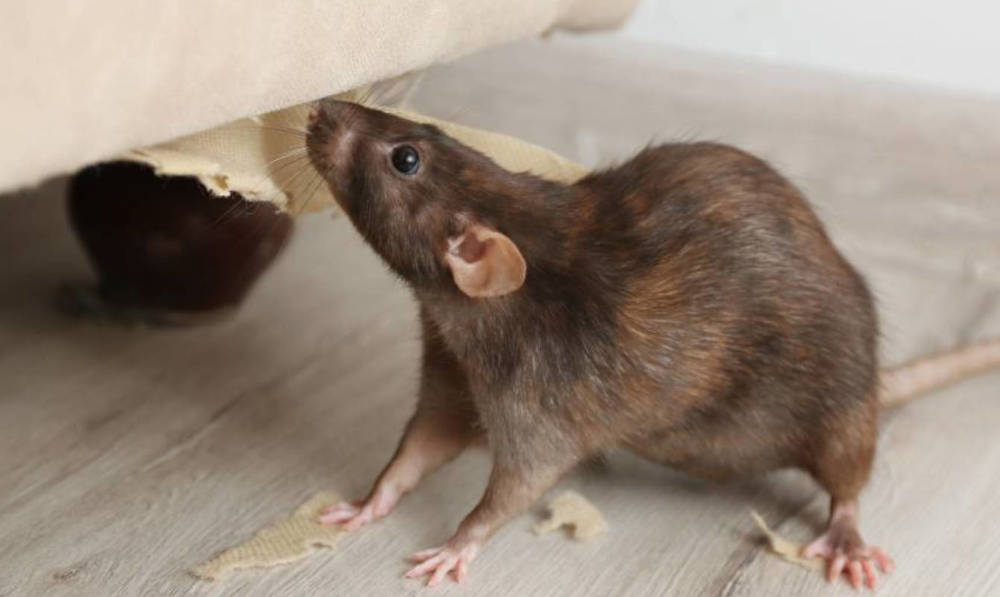 How to Get Rid of Rats Inside and Outside of Your Home