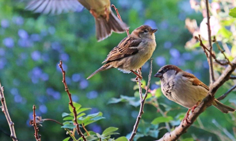 How to Keep Birds Away from Your Garden