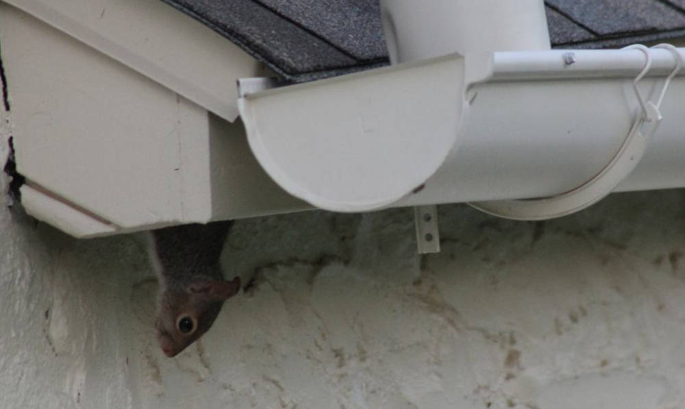 How to Safely Remove Squirrels from Your Attic