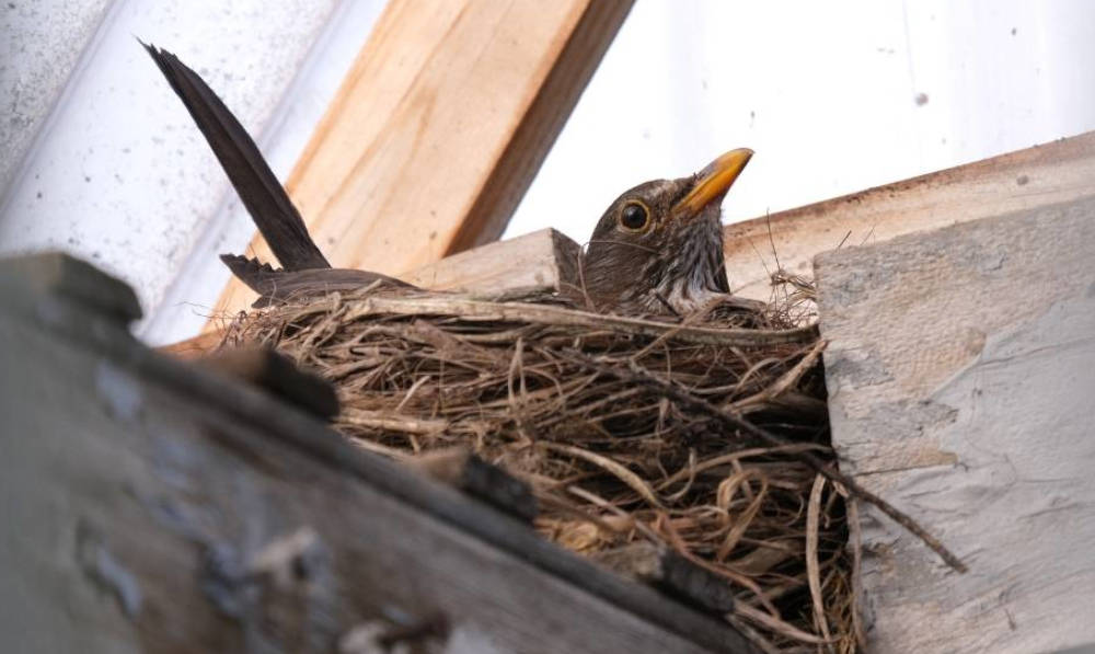 Humane Methods for Keeping Birds Away Without Harm