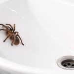 The Benefits and Risks of Spiders in Your Home