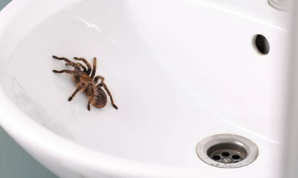 The Benefits and Risks of Spiders in Your Home