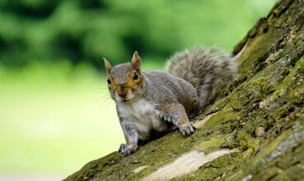 Tips for Protecting Your Home and Garden From Squirrels