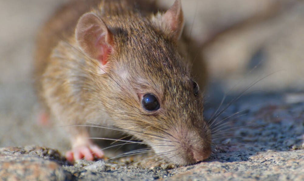 Top 10 Signs of a Rat Infestation in Your Home