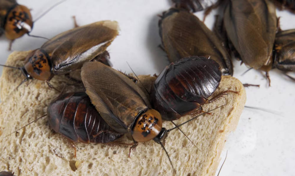 What Are The Signs of a Cockroach Infestation