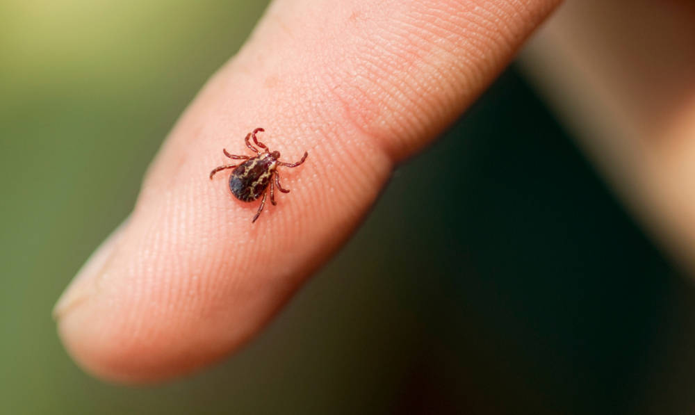 What to Do If You Find a Tick on Your Body