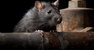 pest control for rats