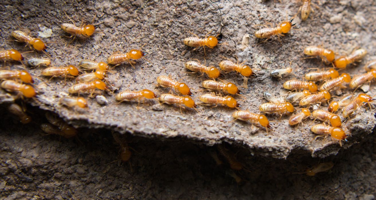 pest control for termites