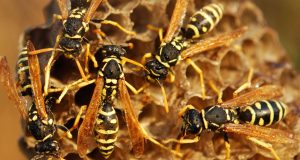 pest control for wasps